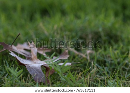 Macro Photo of Side of a Oak Tree Leaf on Green Grass