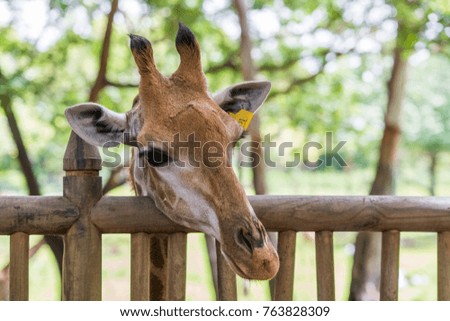Giraffe head looking over a wooden fence