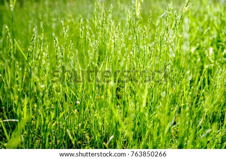 Natural green grass background. Green grass field photo background. Spring banner of fresh green grass. Grass image for backdrop or seasonal card. Summer land lawn. Playground area for summer sport