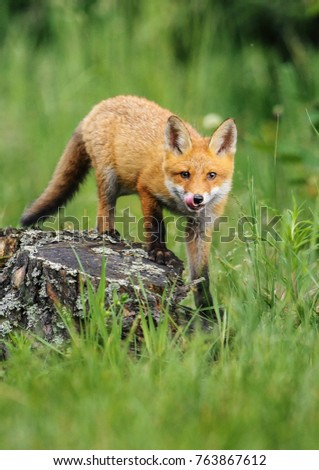 Red Fox in wild nature in forest.