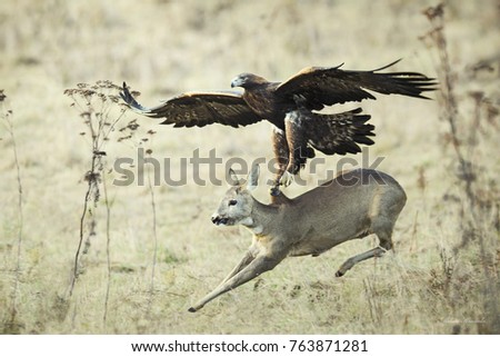 Eagle Attack catching doe,  Lucky escape.