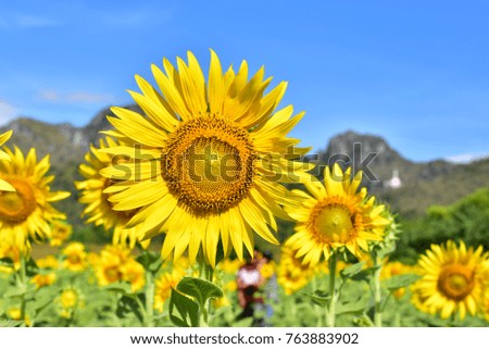 beautiful sunflowers color flower field in Thailand asia. Hill blue sky background.