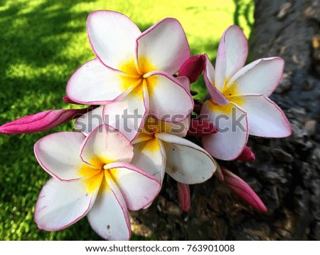 White and pink plumeria flowers
