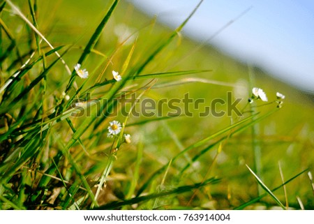 Green grass with wildflowers the background is blurred