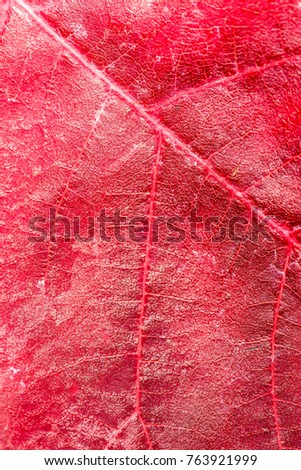 texture of exotic tropical tree leaves