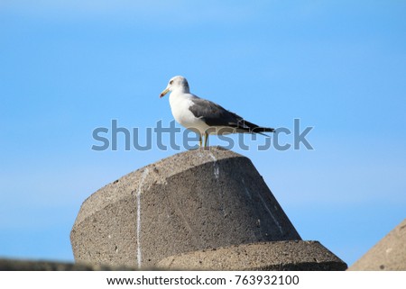 Seagull is staring something and standing on the top of tetrapod with blue sky background