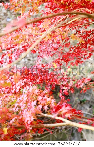 Abstract blur autumn leave landscape background Japan