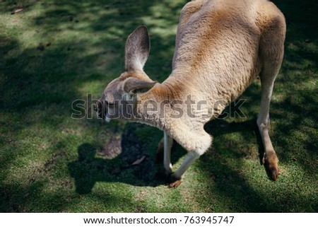 Kangaroo in the park, Australia