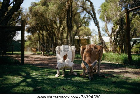 Kangaroo couple in the park, Australia
