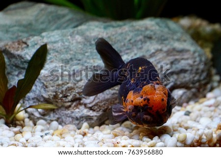 Goldfish - A black "Ranchu", King of goldfish.