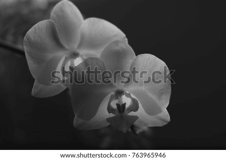 Black & white picture of two backlit Phalaenopsis orchids