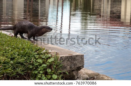 River Otter Lontra canadensis in a pond in Naples, Florida