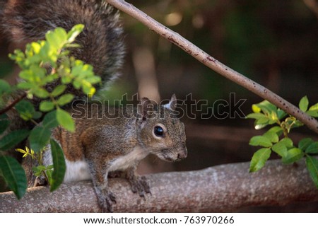 Fox squirrel Sciurus niger perches on a branch in a wooded area of Naples, Florida.