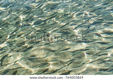 shallow sea fish, top view