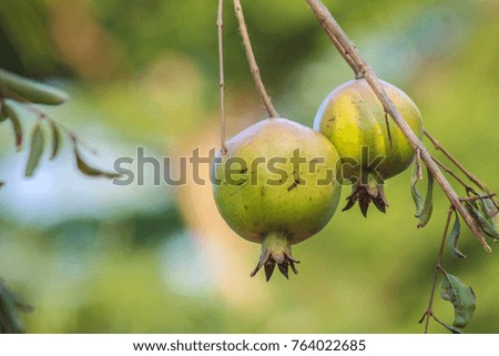 Pomegranate fruit hanging on the tree
