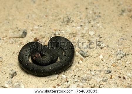 Spotted Slug Snake