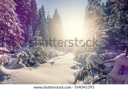 Wonderful wintry landscape. Winter mountain forest. frosty trees under warm sunlight. picturesque nature scenery. creative artistic image. Nature background. winter holyday background. 