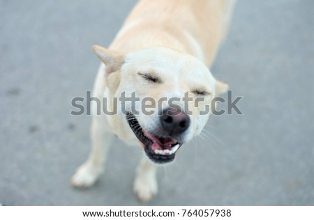 Thai dog smiles , Dog breeds Thailand