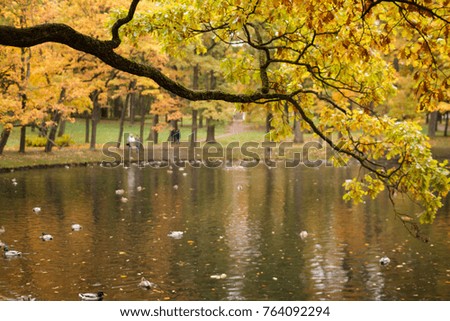 Autumn in the Park near St. Petersburg