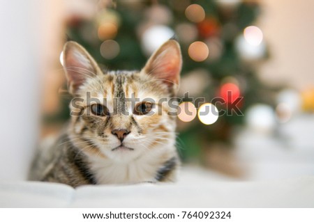 Funny cat near christmas tree