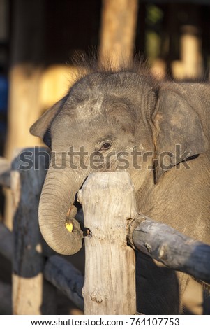 Asian elephant  baby in the corral, thailand
