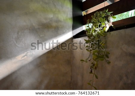 Silhouette picture of sunlight pass through ornamental plant hanging on wood slat impact on the bare mortar wall.