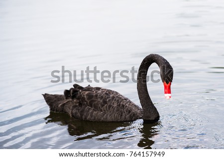 Black swan swim on lake at Pangung, Maehongson, Thailand