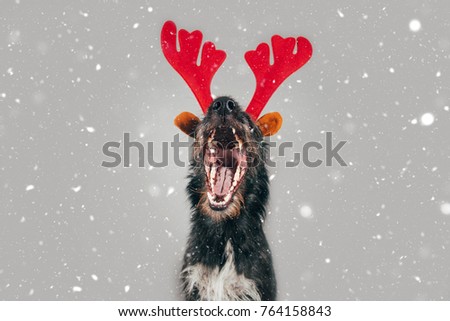 Christmas postcard with funny dog and antlers.