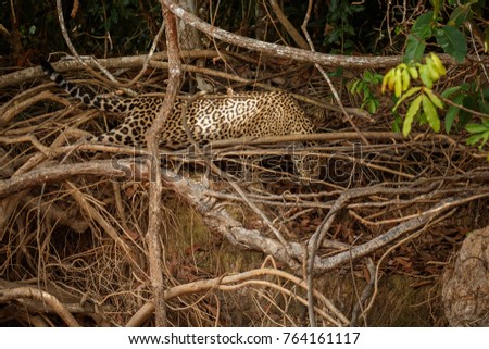 American jaguar female in the nature habitat, panthera onca, wild brasil, brasilian wildlife, pantanal, green jungle, big cats