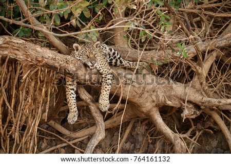 American jaguar female in the nature habitat, panthera onca, wild brasil, brasilian wildlife, pantanal, green jungle, big cats