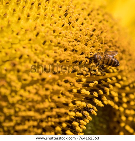 Bee with sunflower pollen.