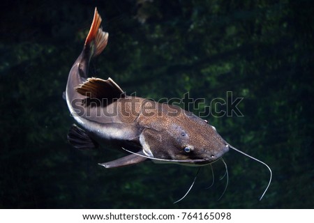 Redtail catfish (Phractocephalus hemioliopterus). Freshwater fish. Royalty-Free Stock Photo #764165098