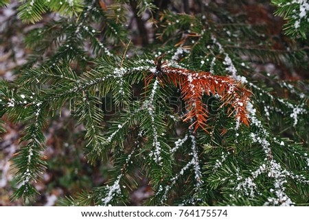A green branch of a New Year tree with red needles and snowflakes during a snowfall in winter in Siberia.