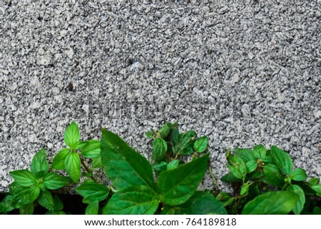 Cement Texture And tree Background. Selective Focus. Image For Banners, Presentations, Reports,Wallpaper. etc.