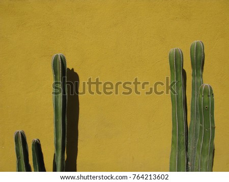 Two large tall dark green cactus plants against a yellow ochre painted wall in Mexico, with room for text / copy space. Royalty-Free Stock Photo #764213602