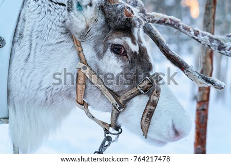 Reindeer in farm of winter Lapland, Rovaniemi of Northern Finland