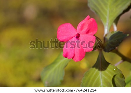 Closeup pink Impatiens flower growing at Fraser's hill, Malaysia, Asia
