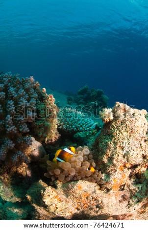 Clownfish taking refuge in its host, Dahab, Egypt