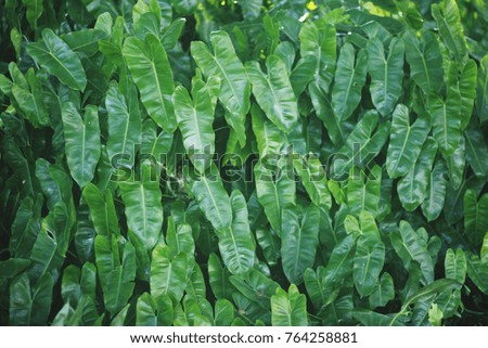 Green background ,and Fern