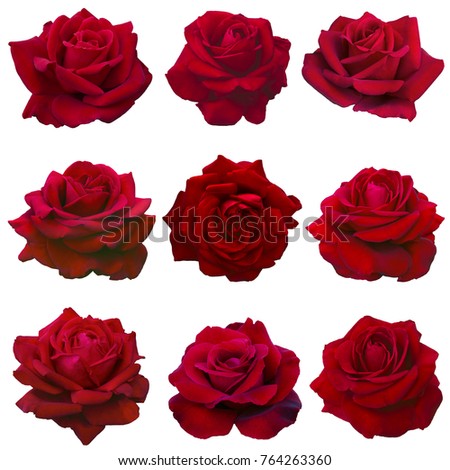 collage of red roses isolated on white background Royalty-Free Stock Photo #764263360