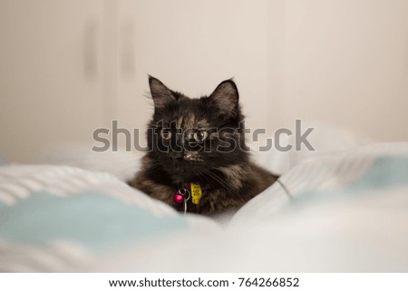 Friendly cat napping on a bed