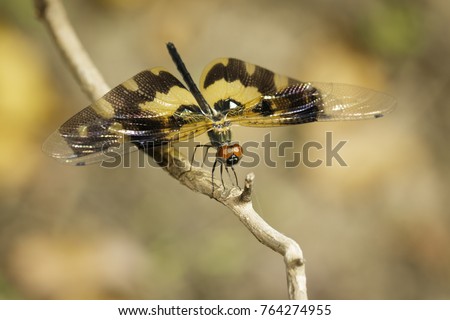Image of Variegated Flutterer Dragonfly (Rhyothemis variegata) on nature background. Insect Animal