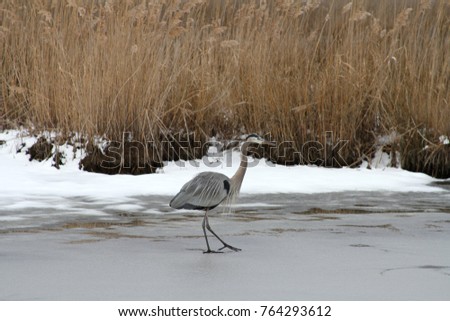 A great blue heron in an icy, winter marsh