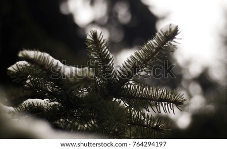Christmas tree branch with snow