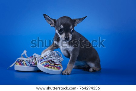cute Chihuahua puppy with shoes