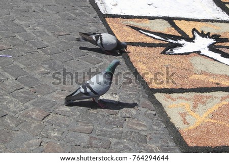 pigeons eating millet of a picture
