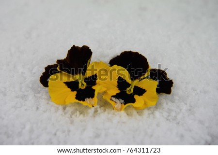 winter season photography of fresh real flowers of yellow and black pansy from my garden on the South coast of England UK and laid in snow
