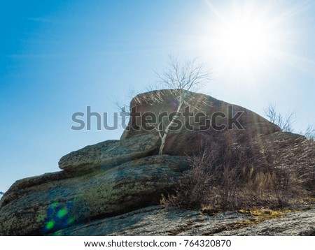 rock with tree and sun flare