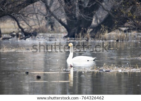 Whooper swans swimming in the lake in Korea