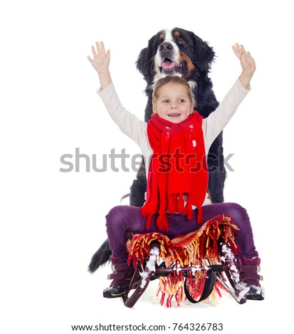 child and dog on a sled on a white background, Bernese Mountain Dog